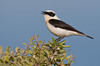 Eastern Black-eared Wheatear - Photo (c) Paul Cools, some rights reserved (CC BY-NC), uploaded by Paul Cools