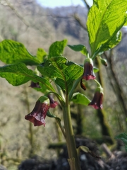 Scopolia caucasica