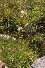 Anticlea elegans elegans