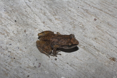 Eleutherodactylus cystignathoides