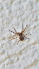 Pulchellodromus bistigma
