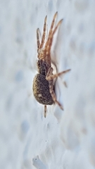 Pulchellodromus bistigma