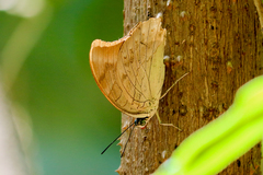 Archaeoprepona demophon centralis