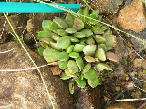 Anacampseros rufescens