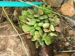 Anacampseros rufescens