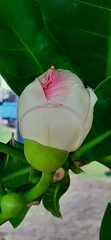 Barringtonia asiatica