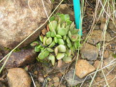 Anacampseros rufescens