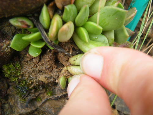 Anacampseros rufescens