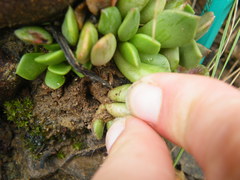 Anacampseros rufescens