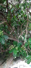 Barringtonia asiatica