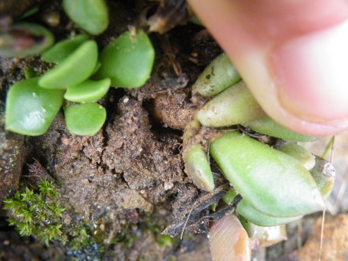 Image of Anacampseros rufescens by (c) Antoinette Eyssell Knox, some rights reserved (CC BY-SA)