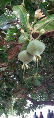 Barringtonia asiatica