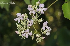 Fridericia florida