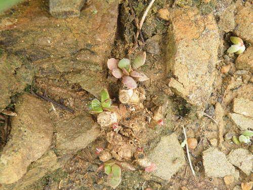 Anacampseros rufescens