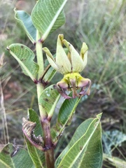 Pachycarpus appendiculatus