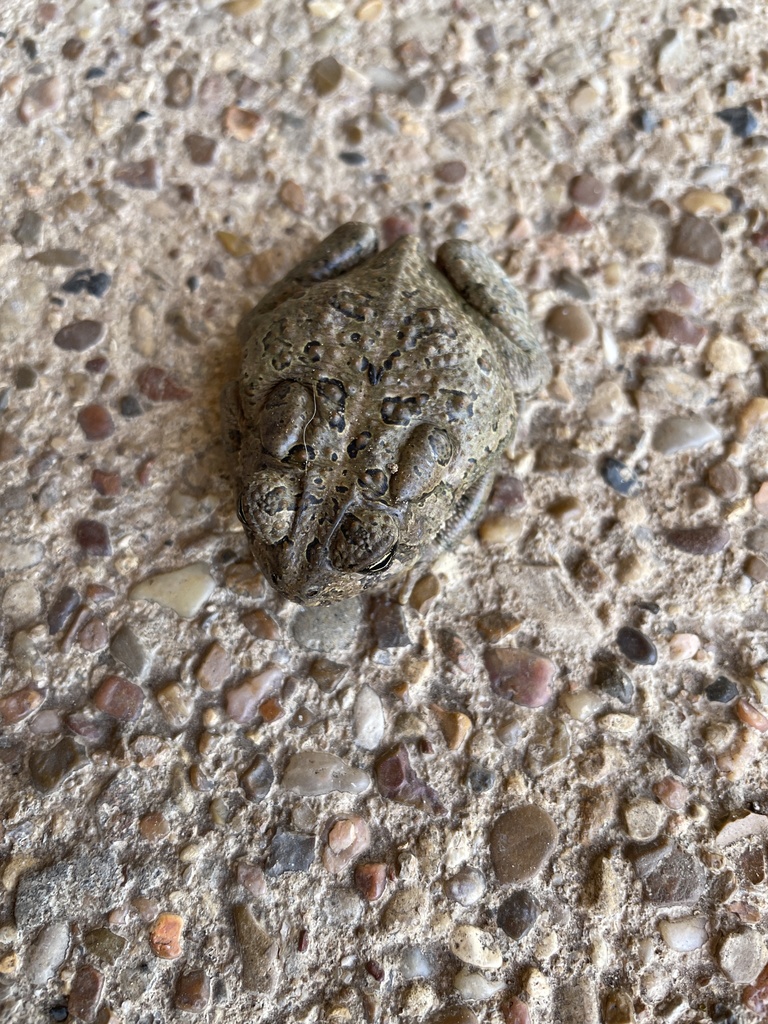 True Toads from Old Dennis Rd, Weatherford, TX, US on April 07, 2022 at