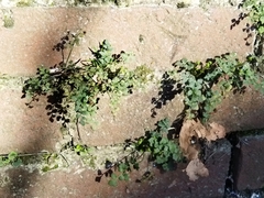 Asplenium ruta-muraria