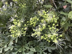 Maerua rosmarinoides