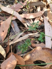 Xanthosia dissecta