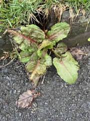 Rumex obtusifolius obtusifolius