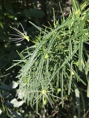 Maerua rosmarinoides