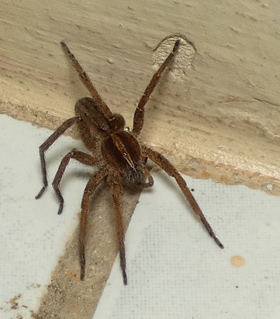 Centroctenus brevipes from Zona rural de Paudalho - Pernambuco on March ...