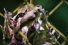 Sporophila corvina