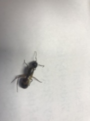 Camponotus americanus