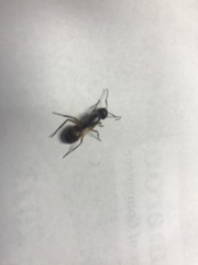 Camponotus americanus