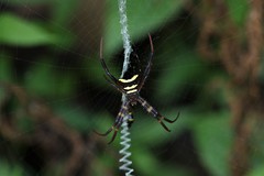 Argiope reinwardti