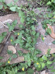 Calyptocarpus vialis