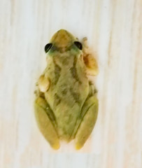 Scinax x-signatus