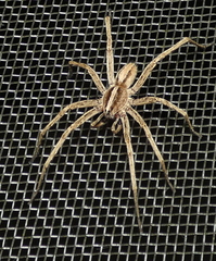 Centroctenus brevipes