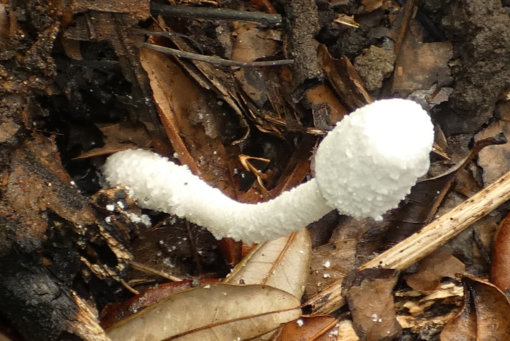 Leucocoprinus cretaceus · March 2022 · photo: © helio-lourencini (iNaturalist, cc-by)