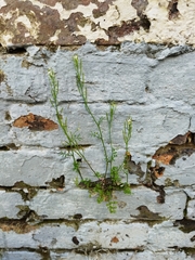 Cardamine hirsuta
