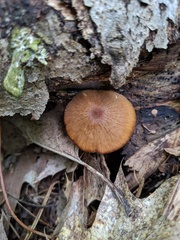 Entoloma