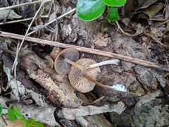 Entoloma