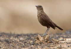 Myrmecocichla aethiops