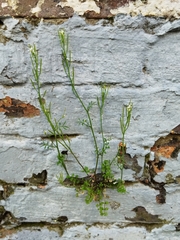 Cardamine hirsuta