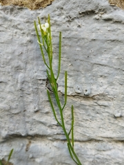 Cardamine hirsuta
