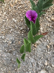 Ipomoea oblongata