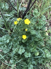 Ranunculus repens