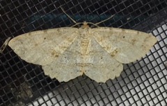 Melanolophia signataria