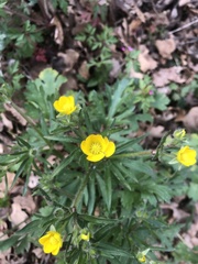 Ranunculus repens