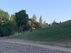 Odocoileus hemionus californicus