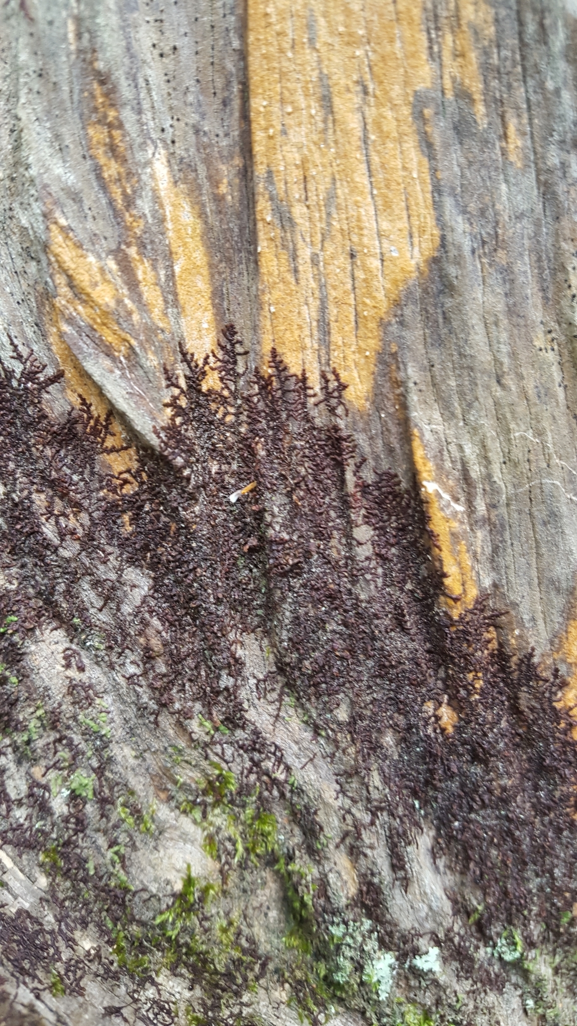 Frullania kunzei