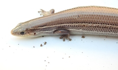 Plestiodon septentrionalis obtusirostris