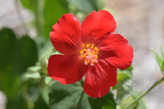 Hibiscus martianus