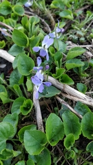 Viola suavis