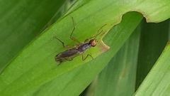 Norellia